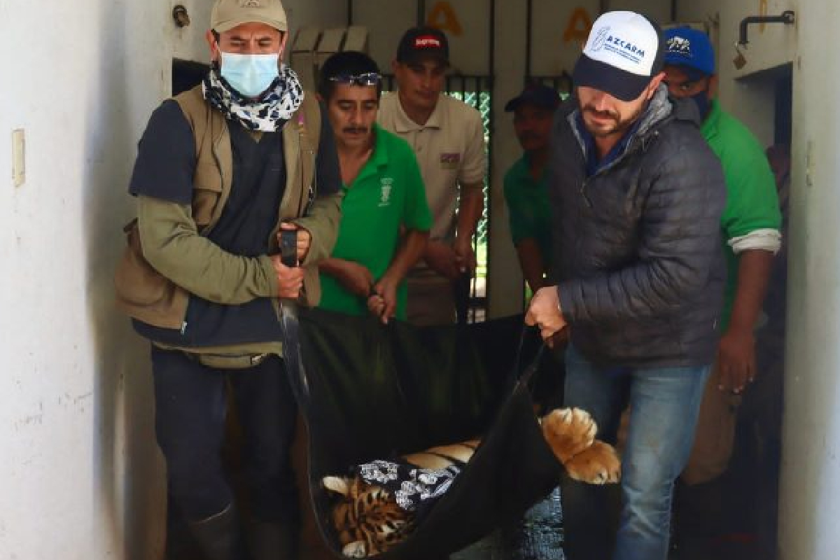 Traslada Zoo a tigresa rescatada del Ajusco y la reúnen con su pareja