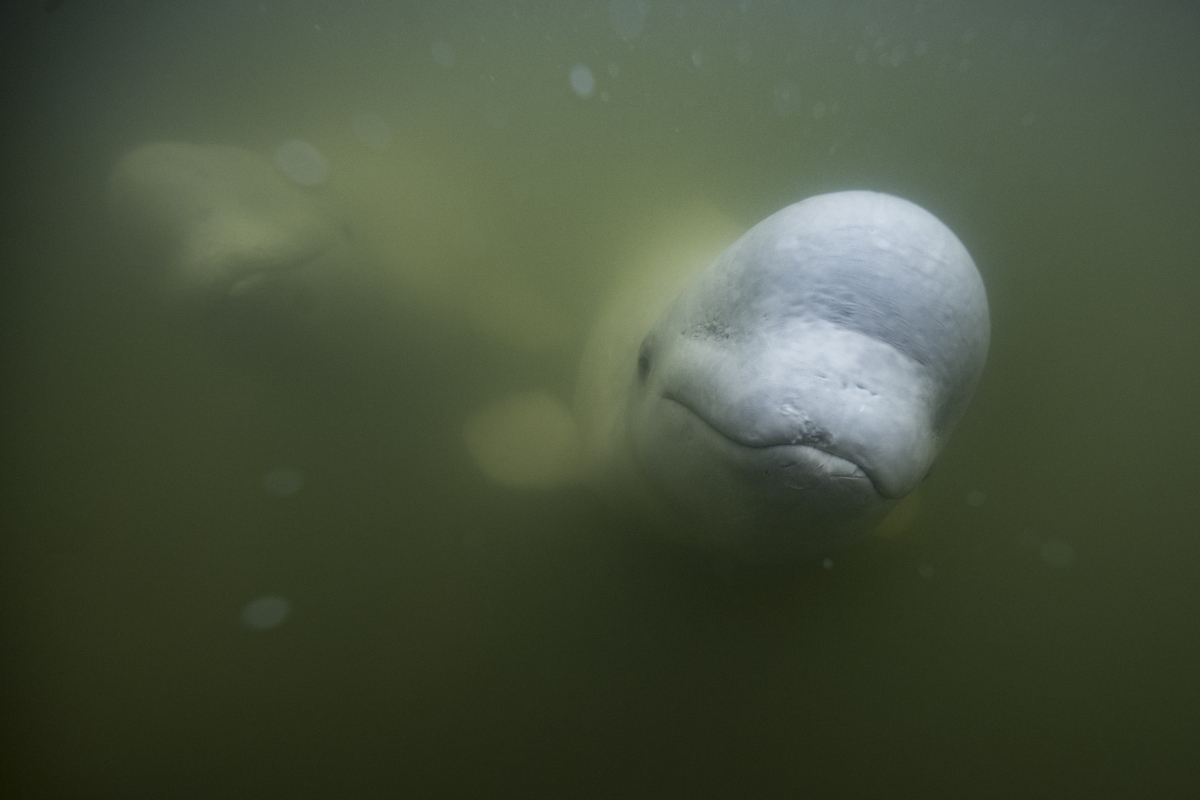 belugas