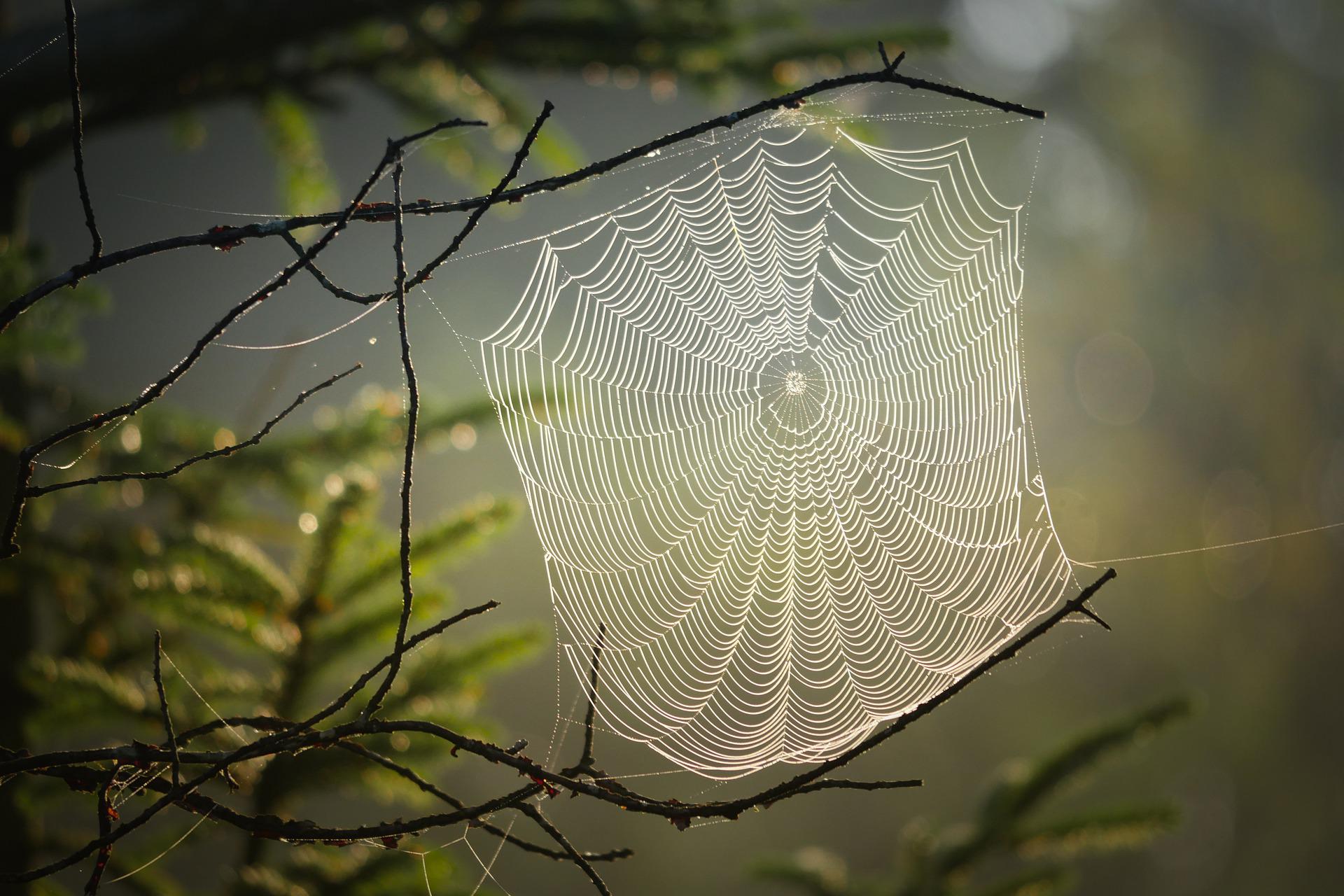 Foto: Pixabay | Joven provoca un incendio forestal por querer quemar una araña