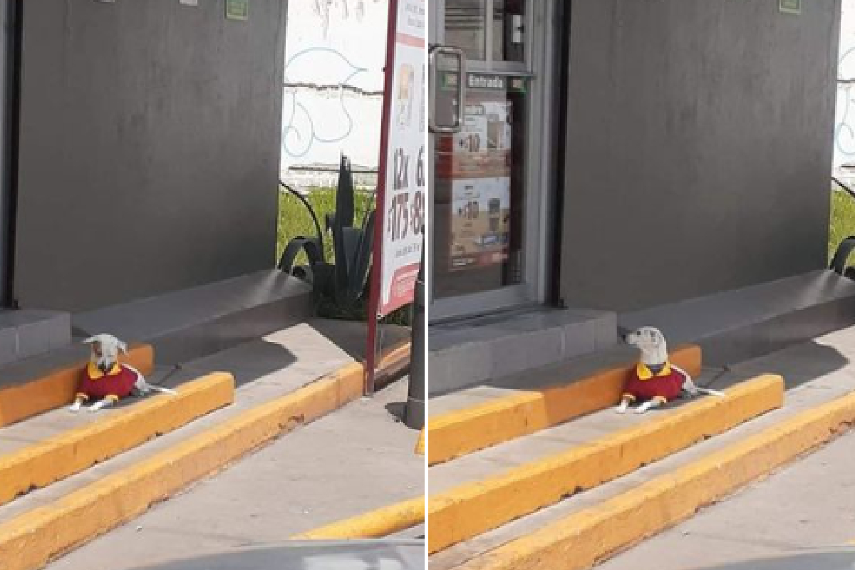 Empleados de un Oxxo en Querétaro, adoptaron a un lomito de la calle y hasta su uniforme le dieron.