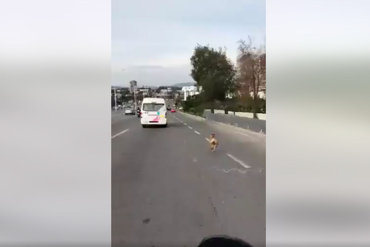 Denuncian abandono de perrito en Periférico de Zapopan.