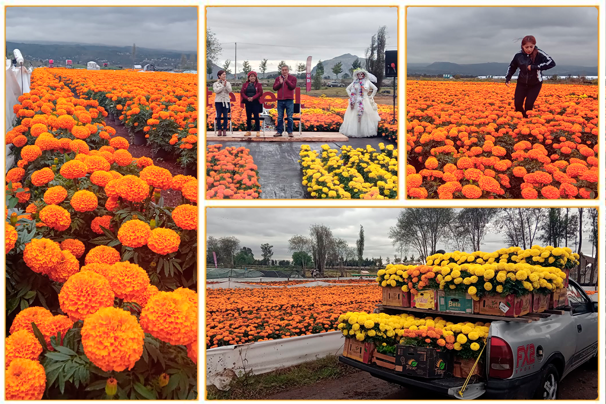 Foto: Ángel Ortiz /Arrancan Rutas Agroturísticas “Flores del Mictlán 2022”