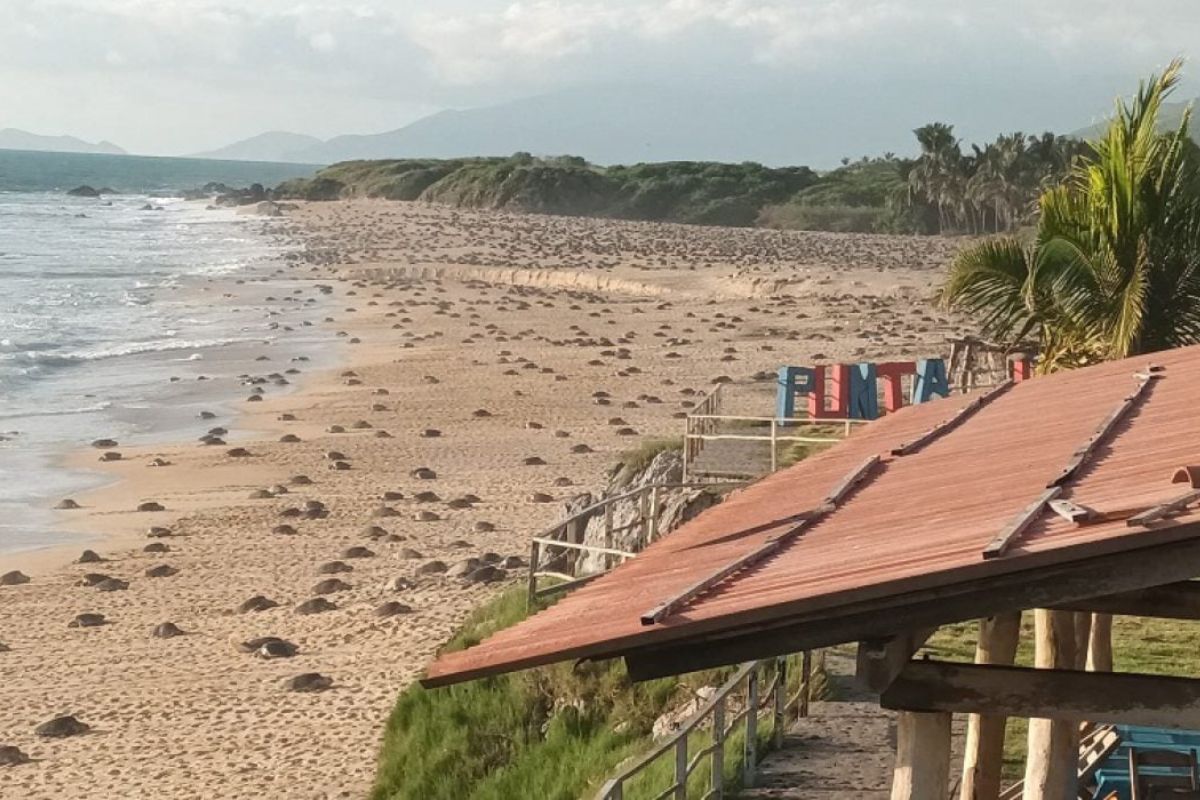 Foto:Quadratín|Inició en Ixtapilla la madre de todas las arribazones de tortugas