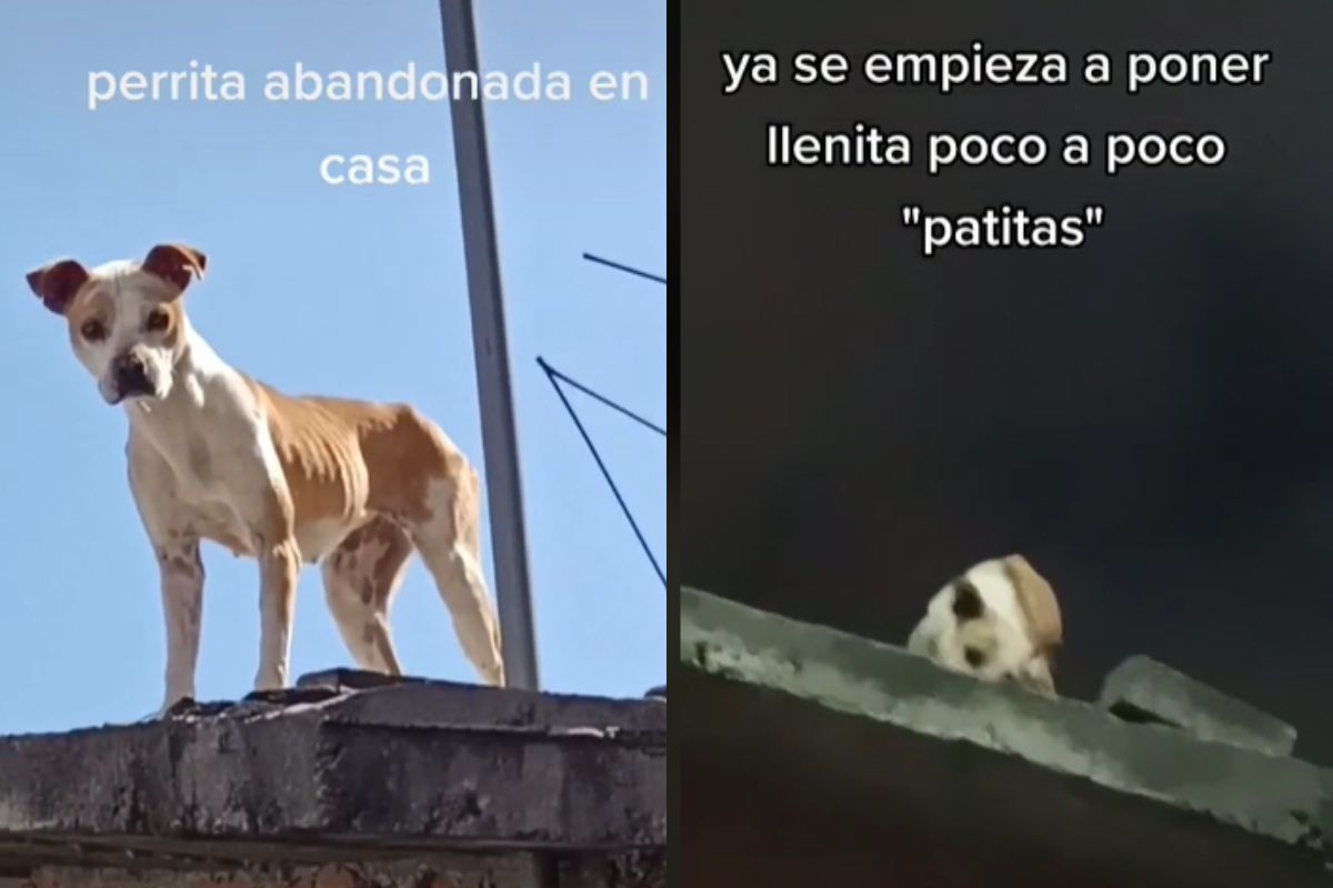 Foto:Captura de pantalla|¡Triste! Tiktoker exhibe el abandono de un perrita en el techo de una casa