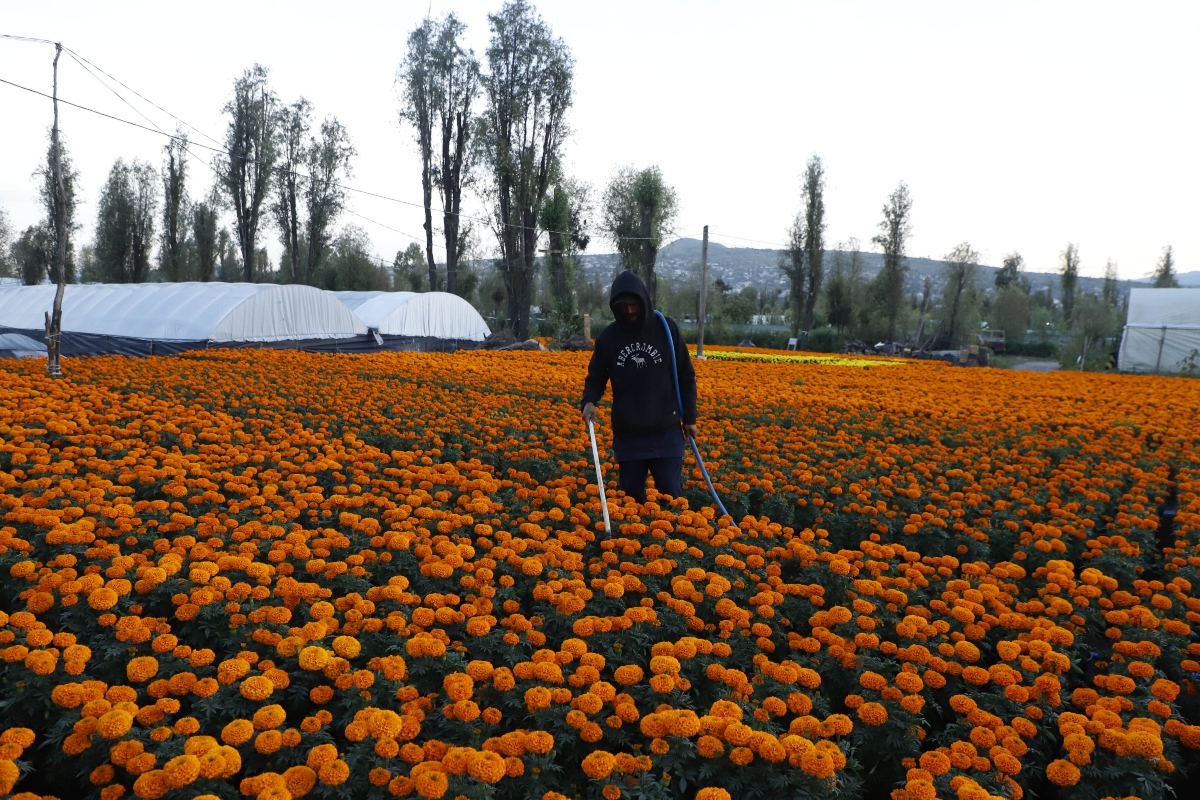 Flor de cempa