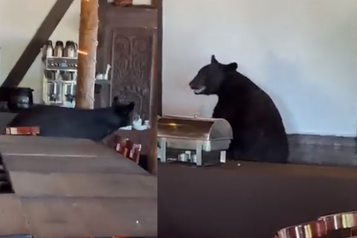 Foto: Twitter/ @davidfaz | ¿Quiere una mesa? Oso entra a restaurante de Nuevo León