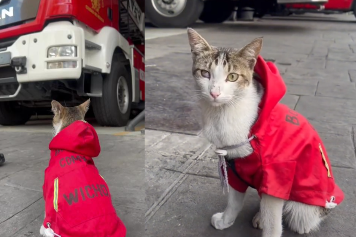 Foto: TikTok/ @bomberosdelacdmx |¡Ganándose las croquetas!  ‘Wicho’ es el gatito del cuerpo de Bomberos de la CDMX