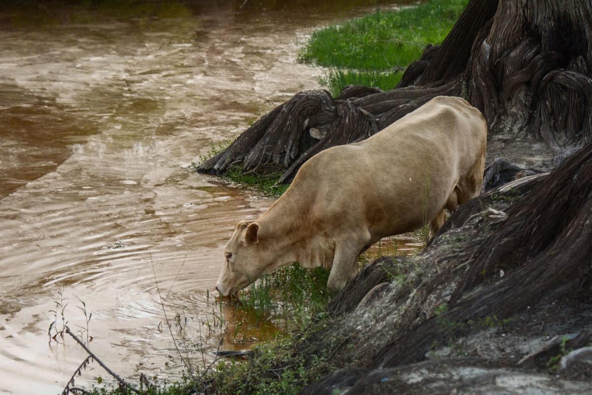 Contaminación agua