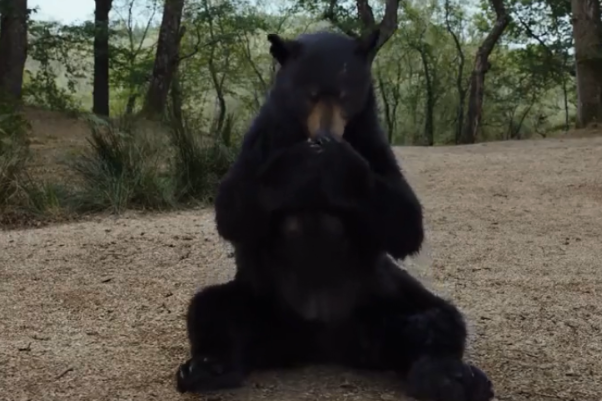 Foto: Twitter/ @cocainebear | ¡¿Le gusta la qué?! El tráiler de ‘Cocaine Bear’, el oso “vicioso” ya está disponible