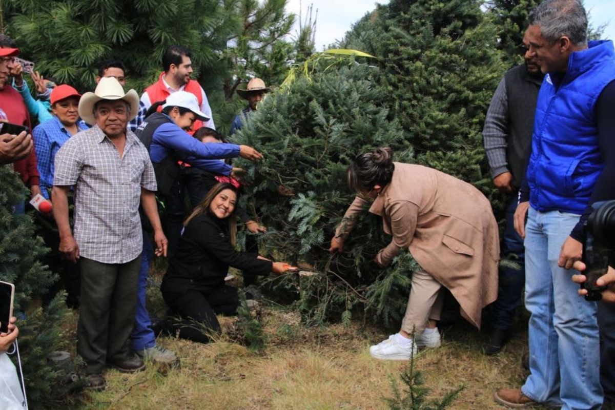 Parajes y ubicaciones donde se pueden comprar los árboles naturales de Navidad y las flores de Nochebuena