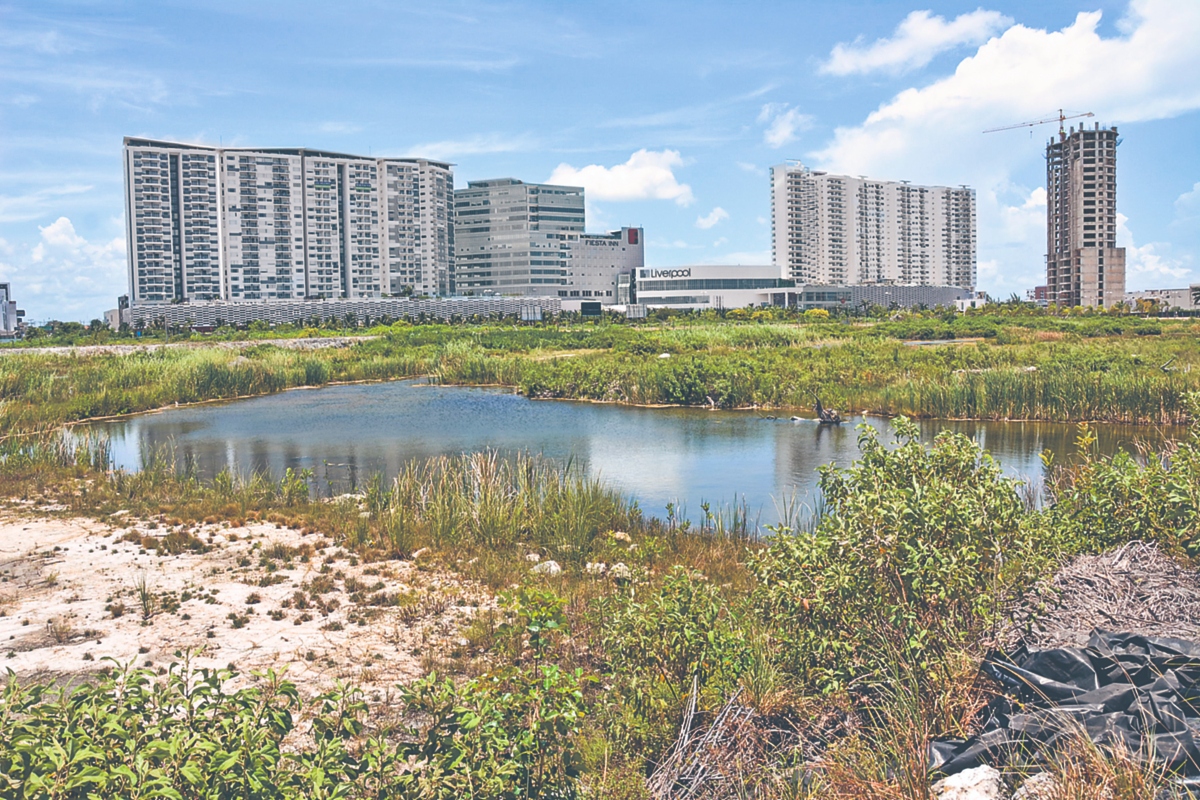 manglar