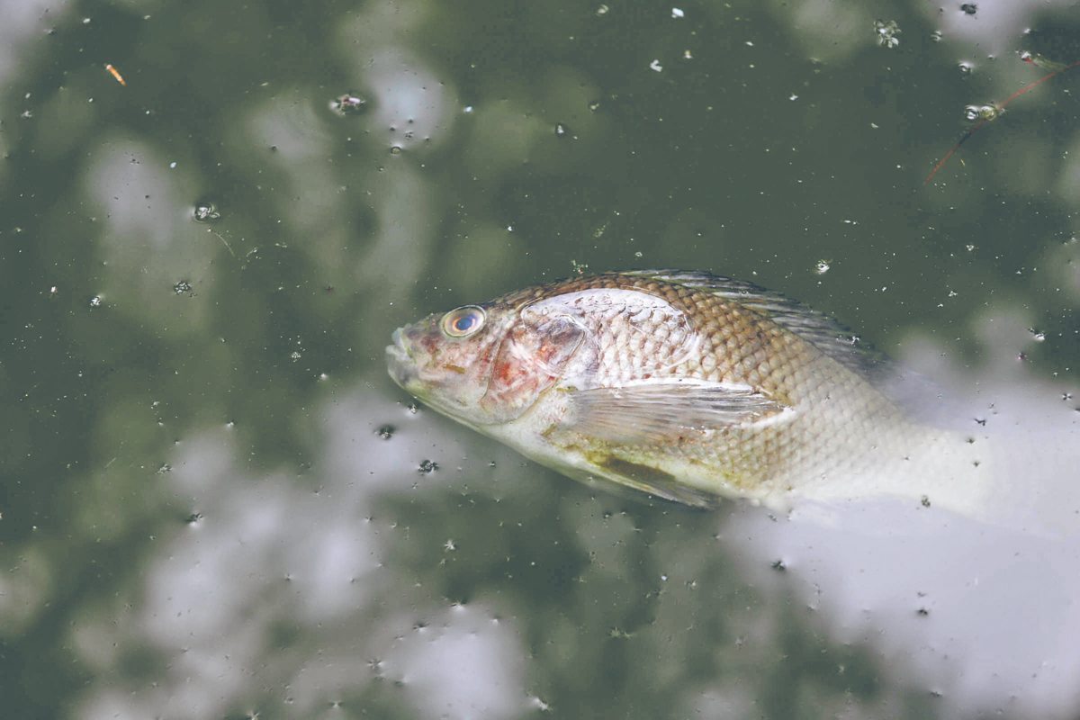 peces muertos chapultepec