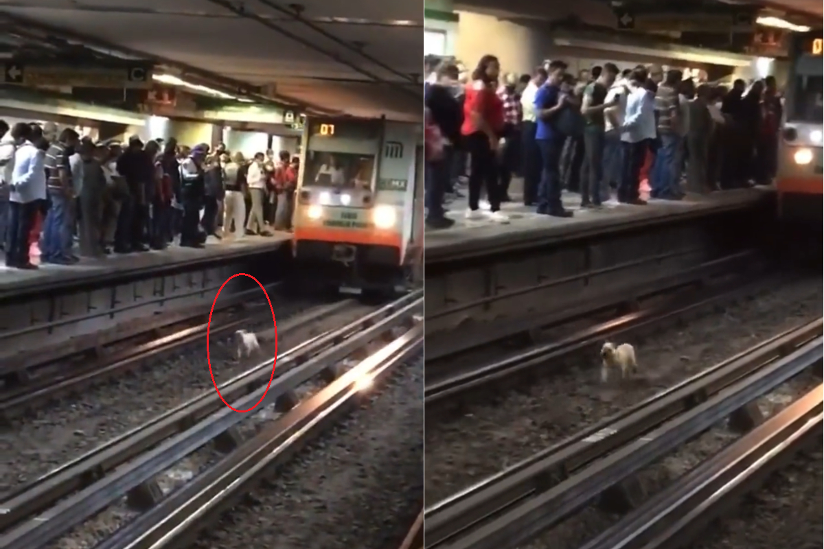 Perrito en vías interrumpe servicio en Línea B del Metro.