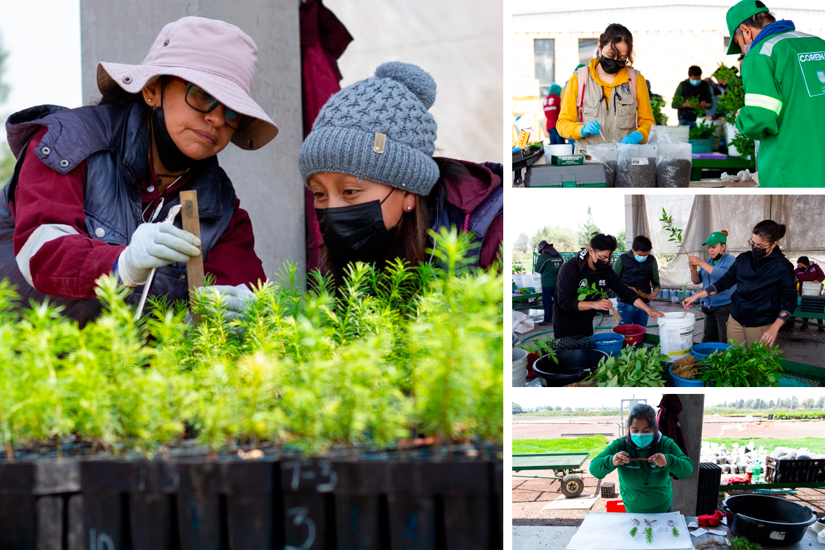 Fotos: Sedema CDMX | A través del programa Basura Cero, la Dgcorenadr e investigadoras de la UNAM desarrollan suelos artificiales. vegetación