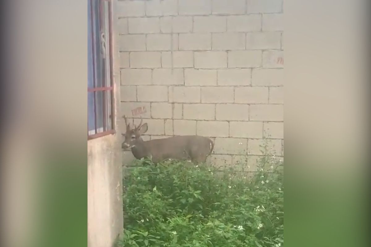 Venado en Mérida