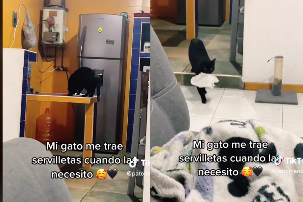 Michi le lleva a su dueña las servilletas cuando se lo solicita