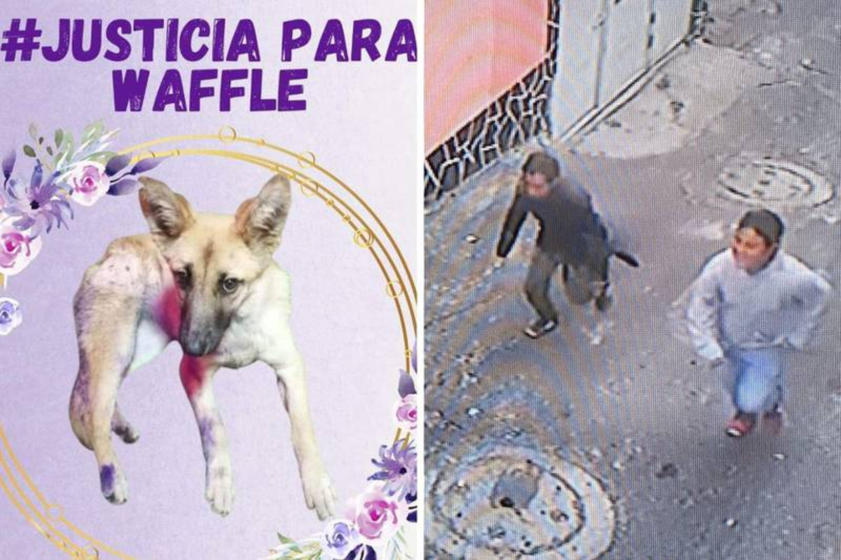 #Justiciaparawaffle, vecinos de Milpa Alta piden ayuda para dar con los responsables que asesinaron a una perrita en el Barrio de San Mateo