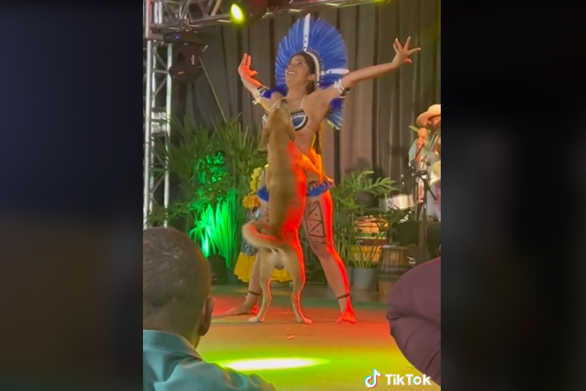 Perro interrumpe show de baile y se hace viral.