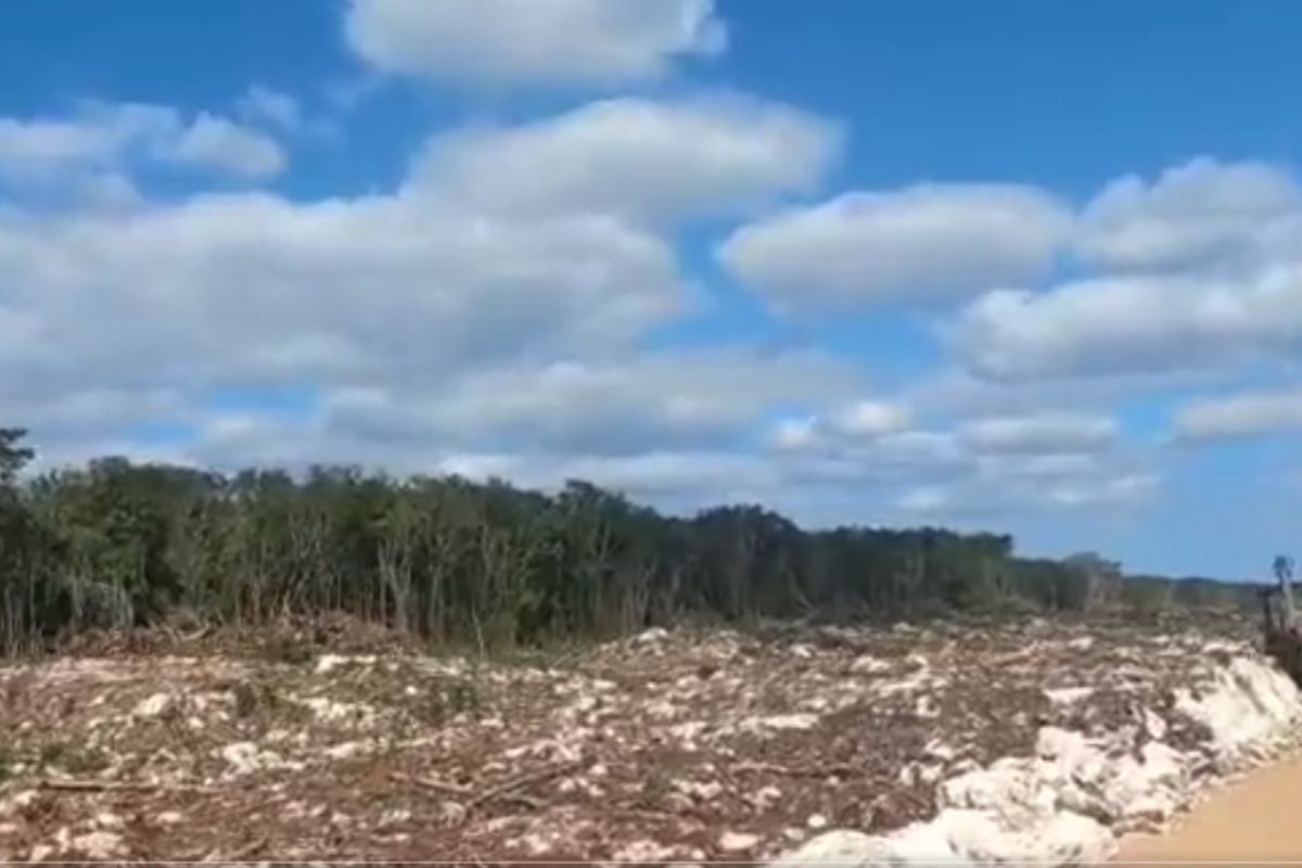 Foto: Especial | Tras la solicitud de amparo, un juez otorgó la suspensión de la tala de árboles en cuatro tramos del Tren Maya.