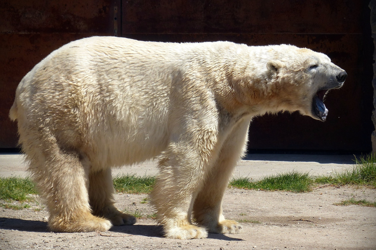 ¡Terrible! Oso Polar fue abatido tras matar a una mujer y un niño