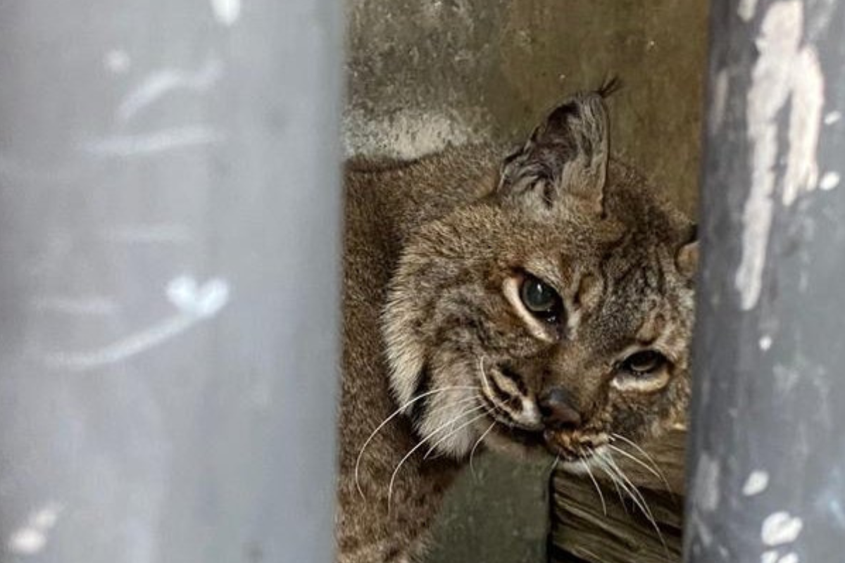 Foto:Twitter/@PROFEPA_Mx|Aseguran a lince en mal estado de salud; vivía en una casa de Iztapalapa