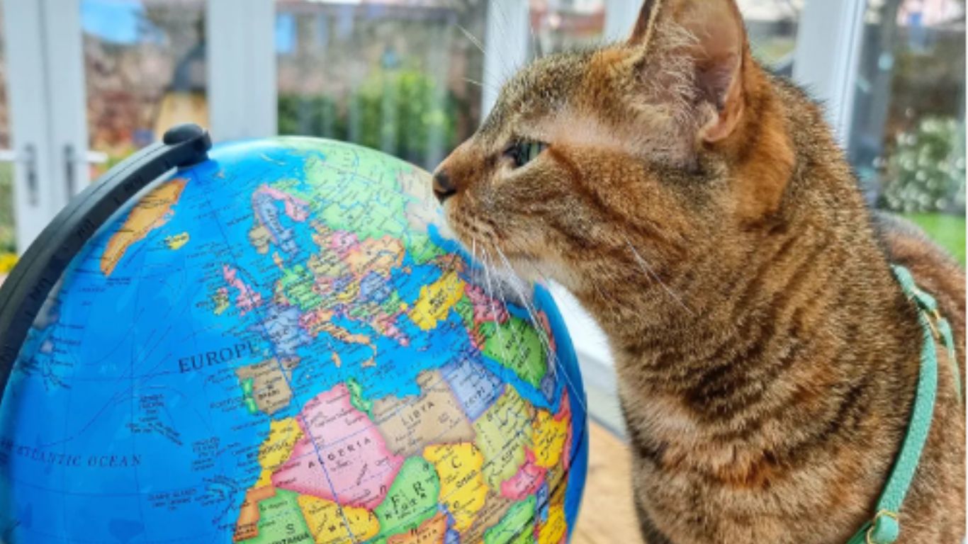 Ella es Nala, la michi que viaja al rededor del mundo en bicicleta y que ha cautivado en Instagram