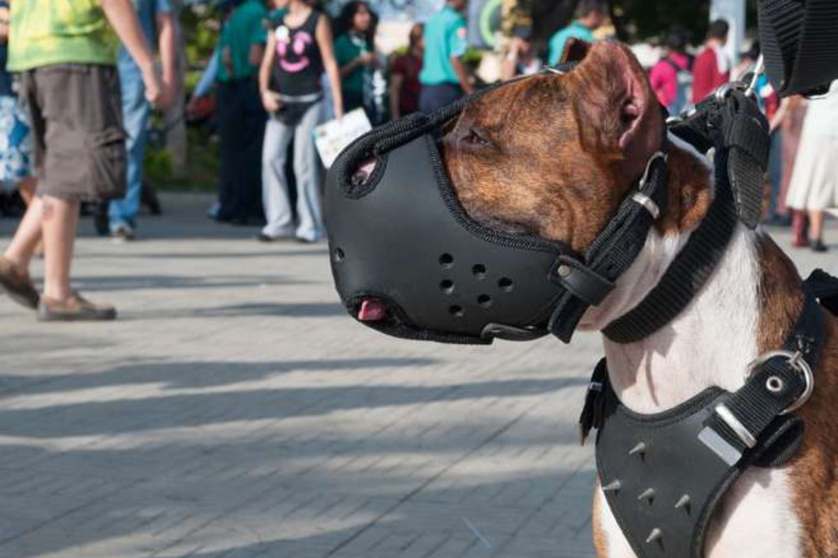 Tenencia de perros peligrosos