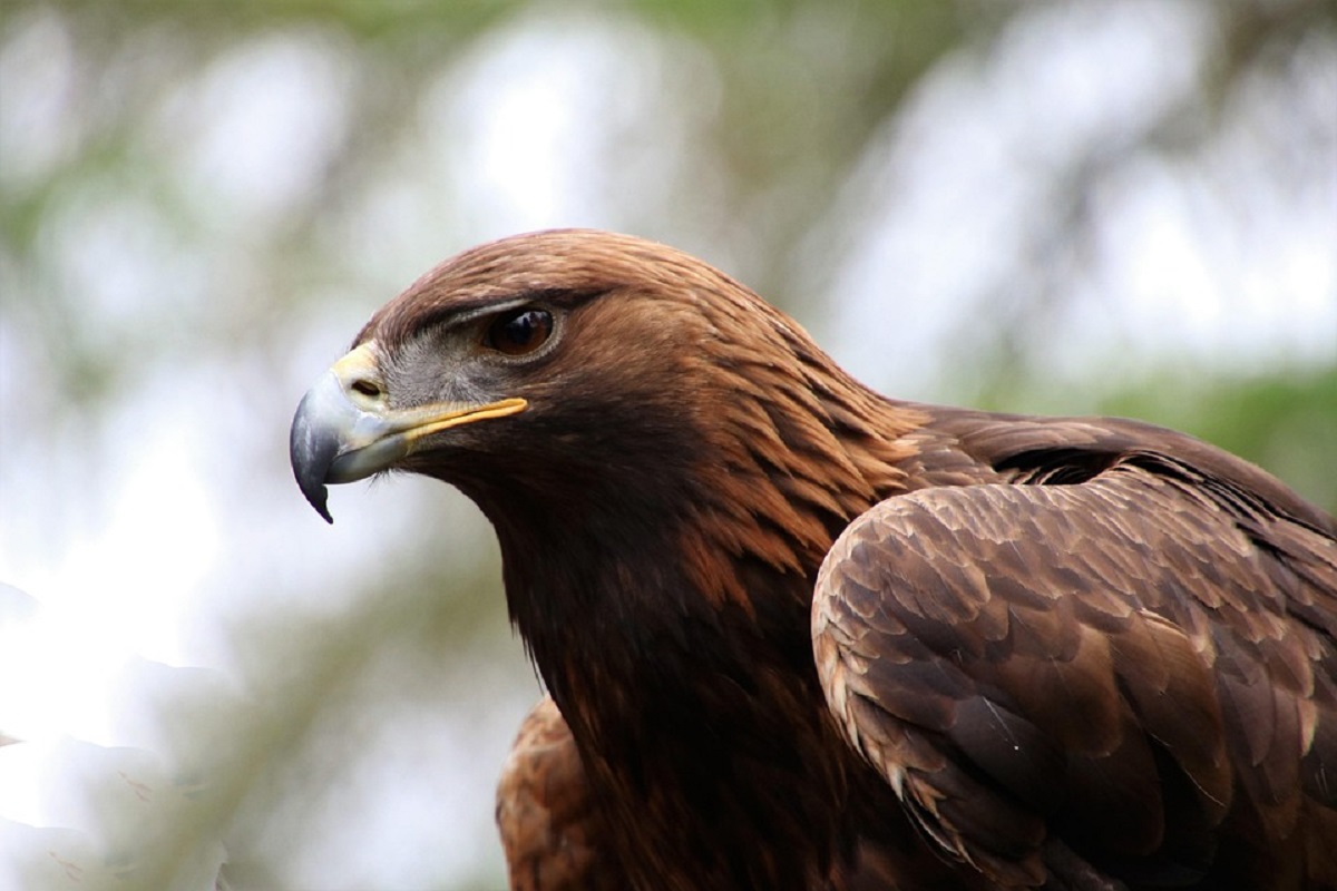 águila