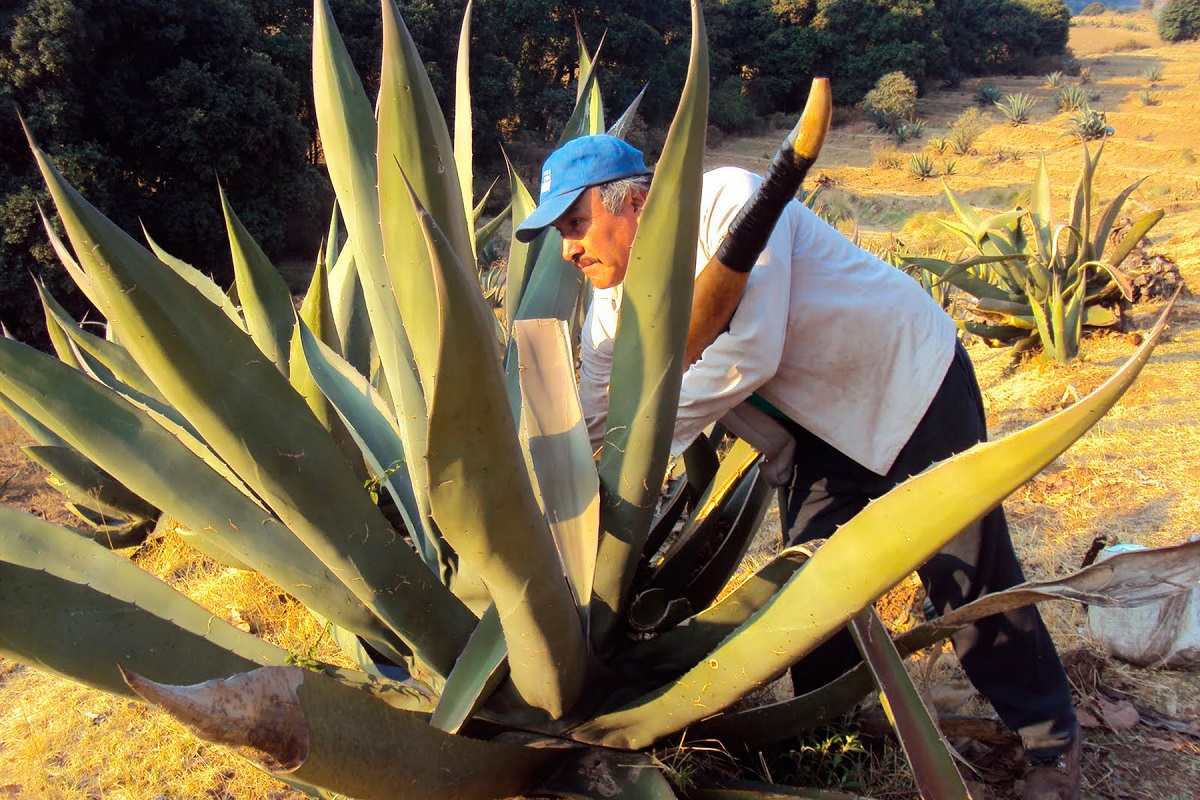 pulque