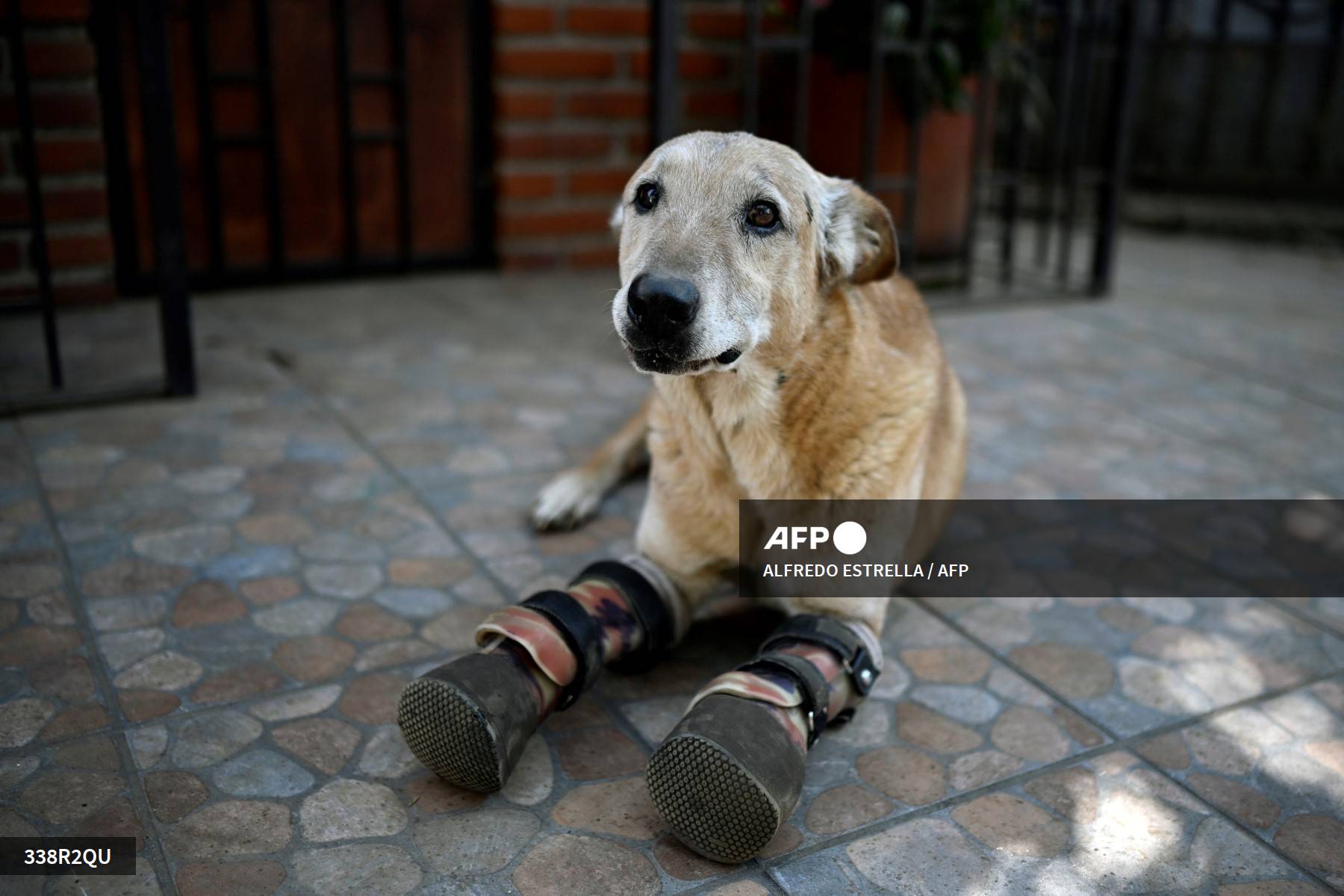 Foto: AFP | perro Con sus dos prótesis de cuero, Pay de Limón es la estrella del santuario.