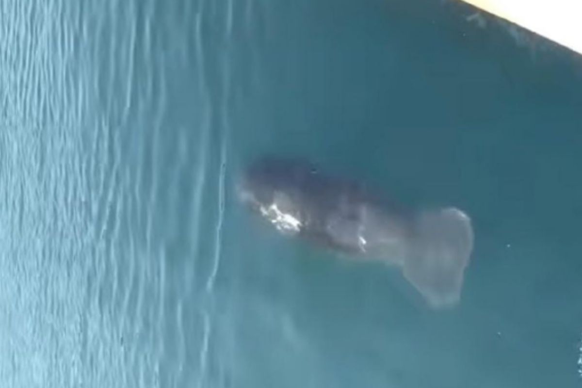 La Administración del Sistema Portuario Nacional de Veracruz , reportó el avistamiento de un manatí en la bahía sur del puerto