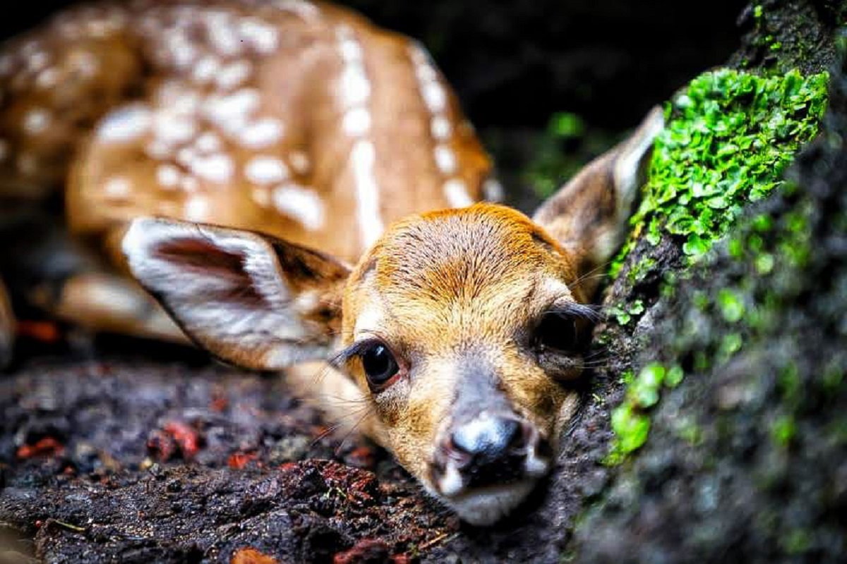 Cuajimalpa reitera su compromiso con el cuidado del medio ambiente y la fauna silvestre en la alcaldía, así lo anunció su titular Adrián Rubalcava Suárez