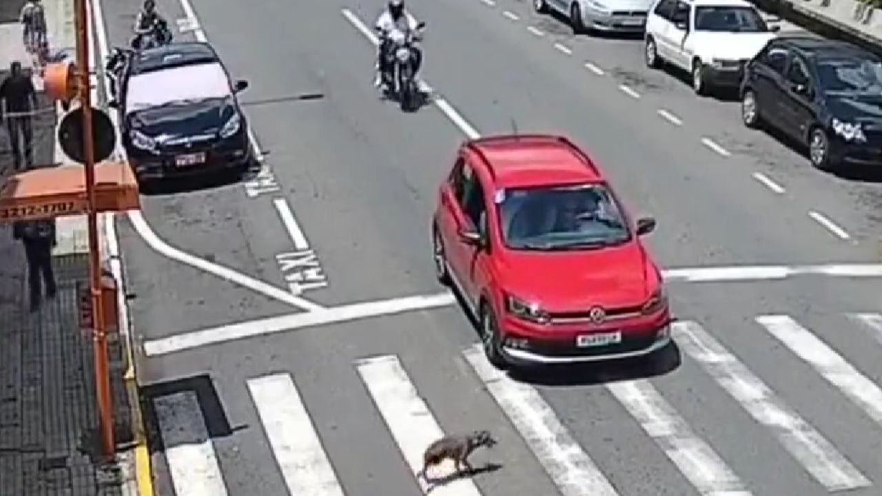 accidente perrito