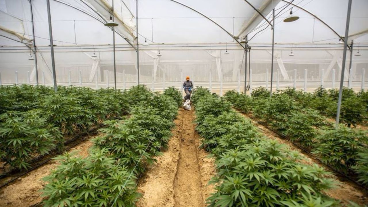 Yucatán sería uno de los estados donde comenzaría el cultivo de mariguana de forma industrial en México