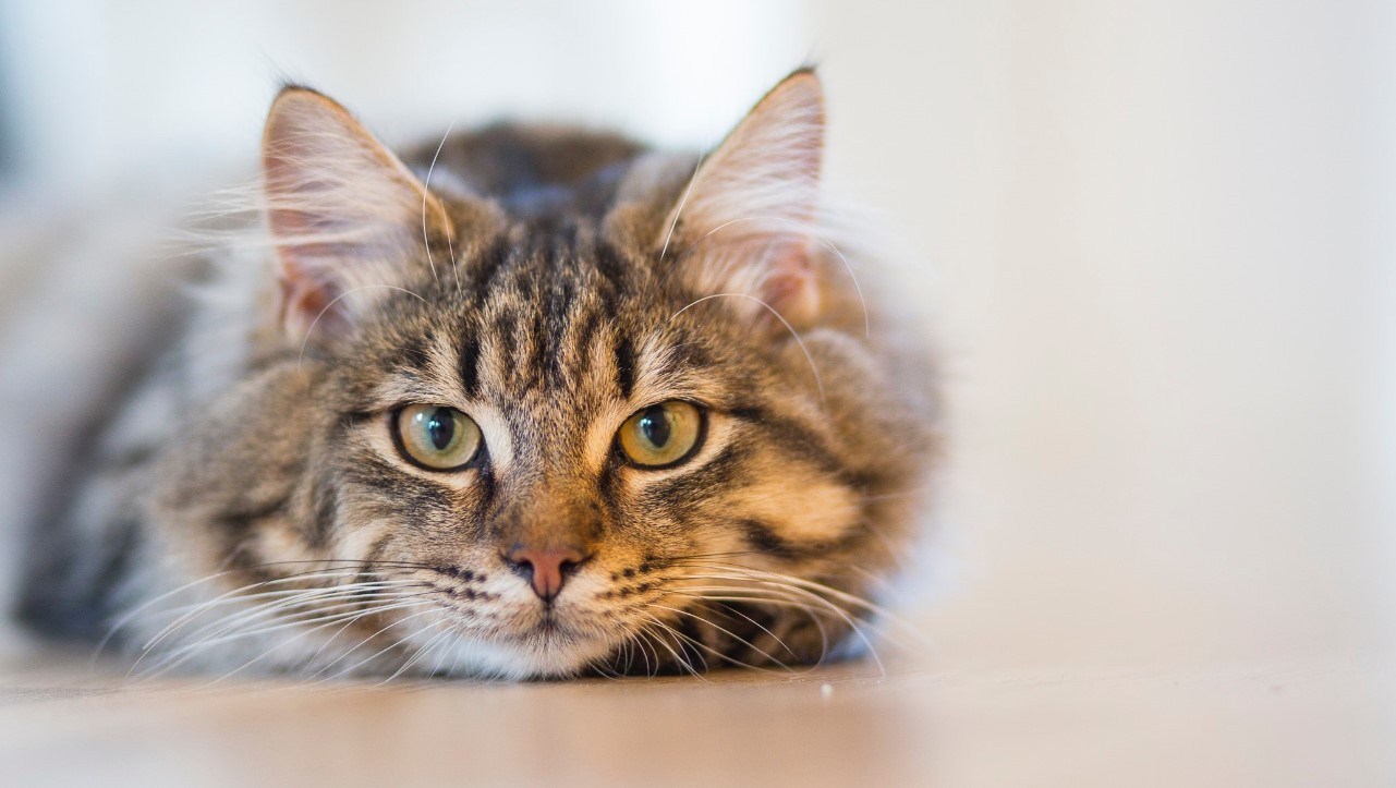 Imagen de un gato que será esterilizado