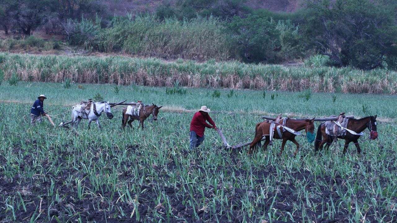 La extinción de la Financiera Nacional se decidió porque a los productores se les está apoyando de otra manera