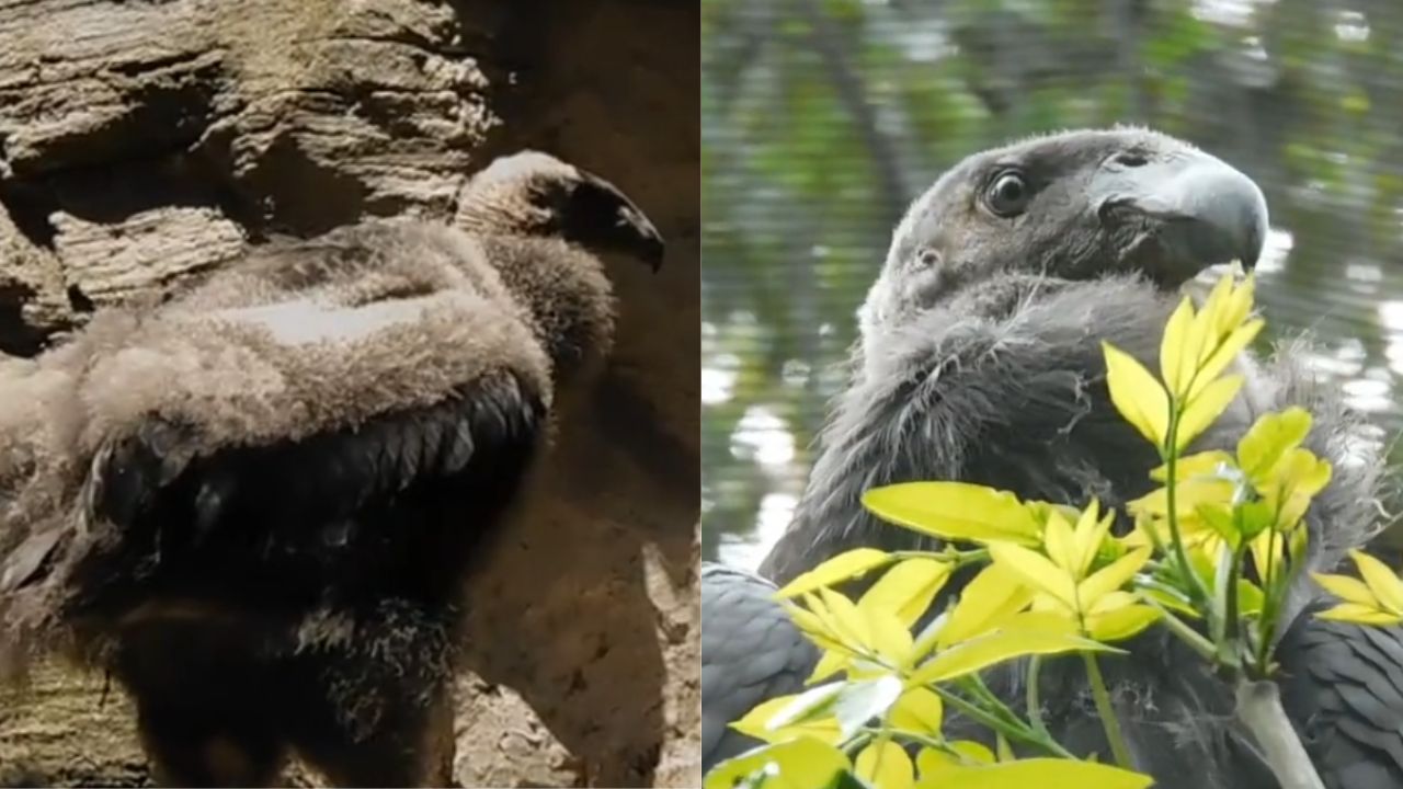 Zoológico de Chapultepec