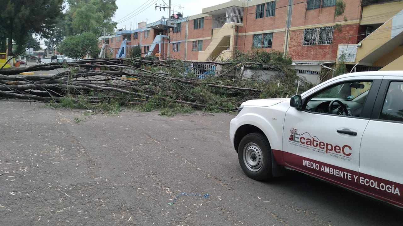 árboles viento Ecatepec