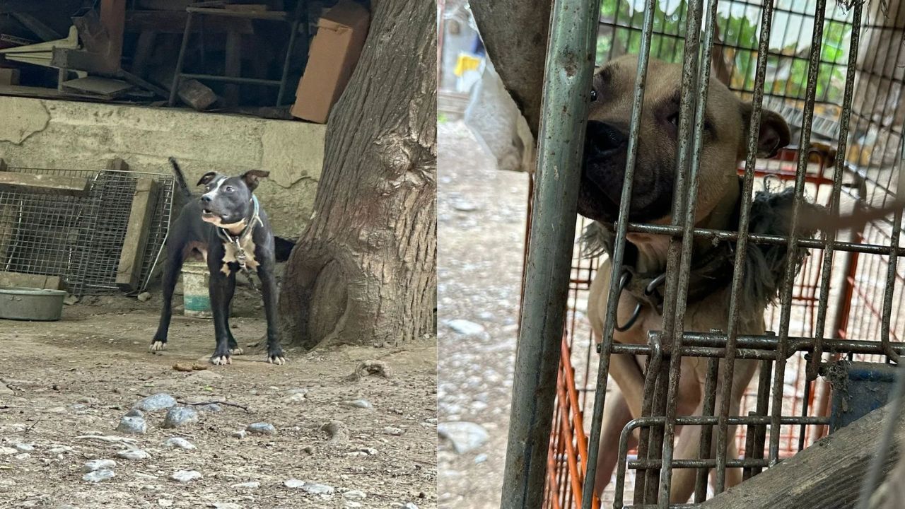 Foto: Facebook: Secretaría de Medio Ambiente de Nuevo León |