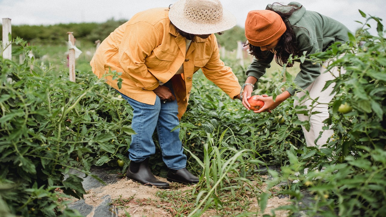 mujeres mexicanas trabajando en el campo