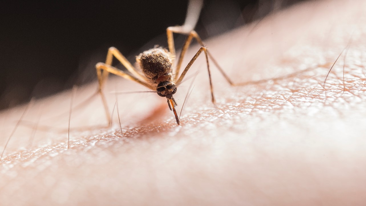 El paludismo se transmite a humanos a través de la picadura de un mosquito hembra