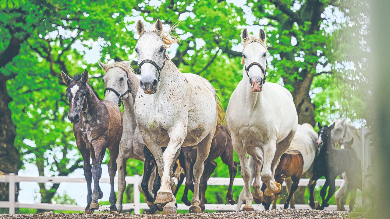 Caballos lipizzanos