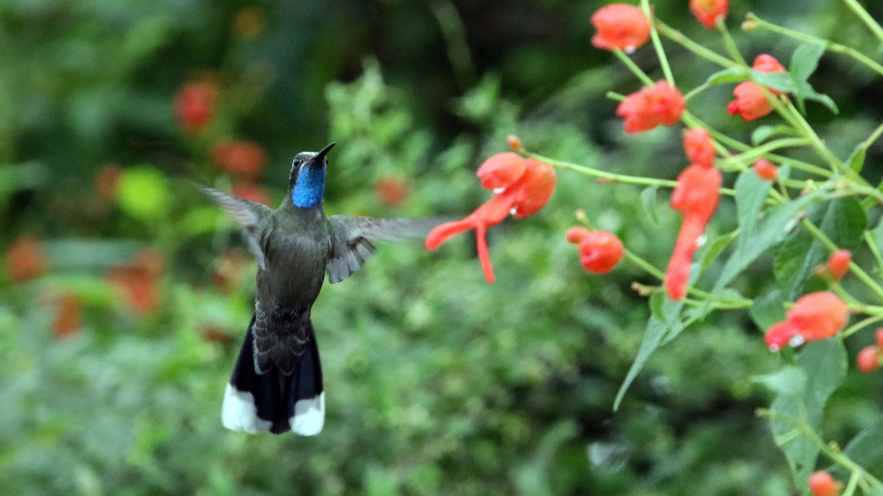 Colibrí Garganta Azul