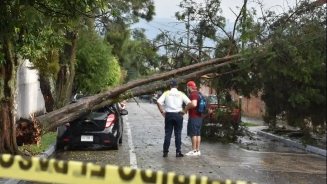 Foto: AVC | Fuertes lluvias en Veracruz provocaron la caída de algunos árboles.