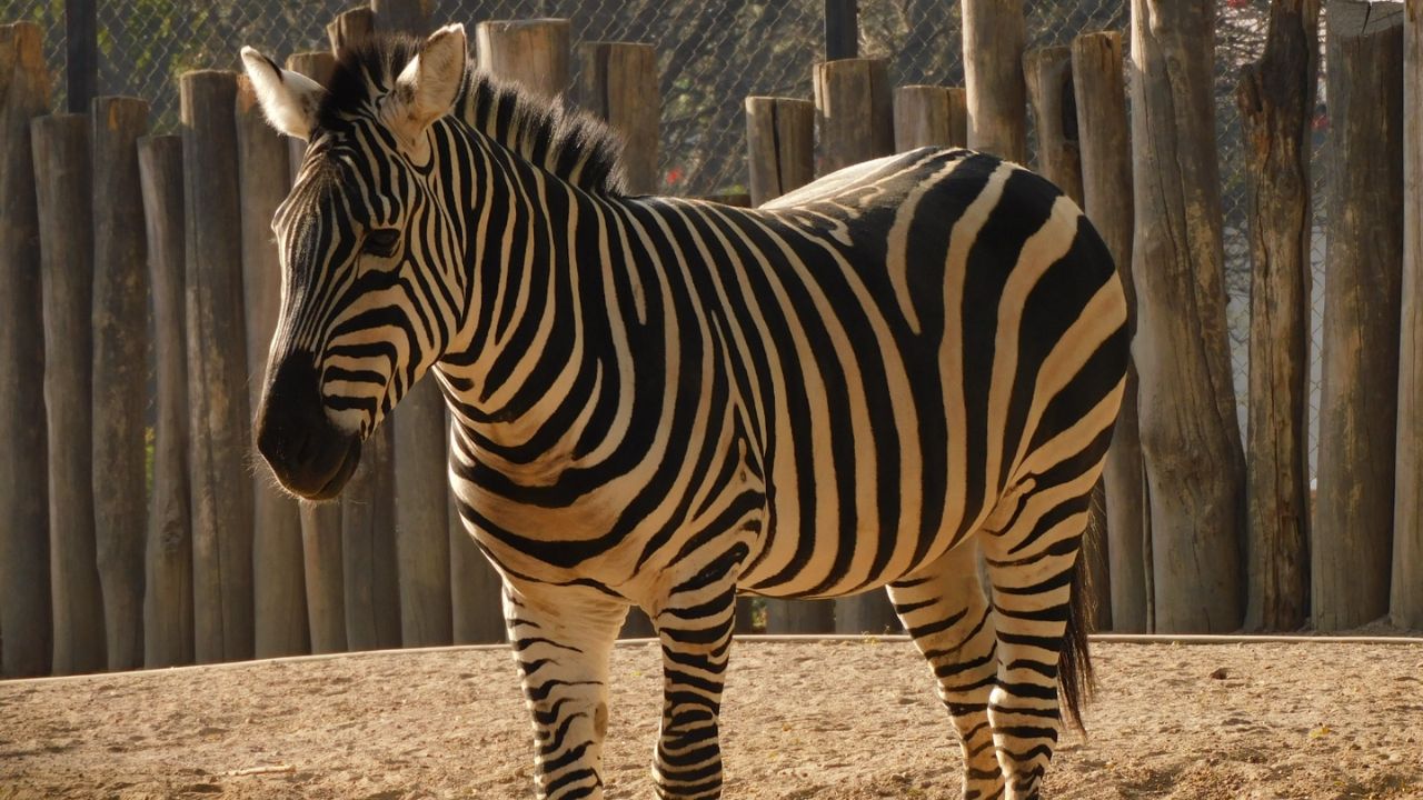 Karo cebra Zoológico Chapultepec