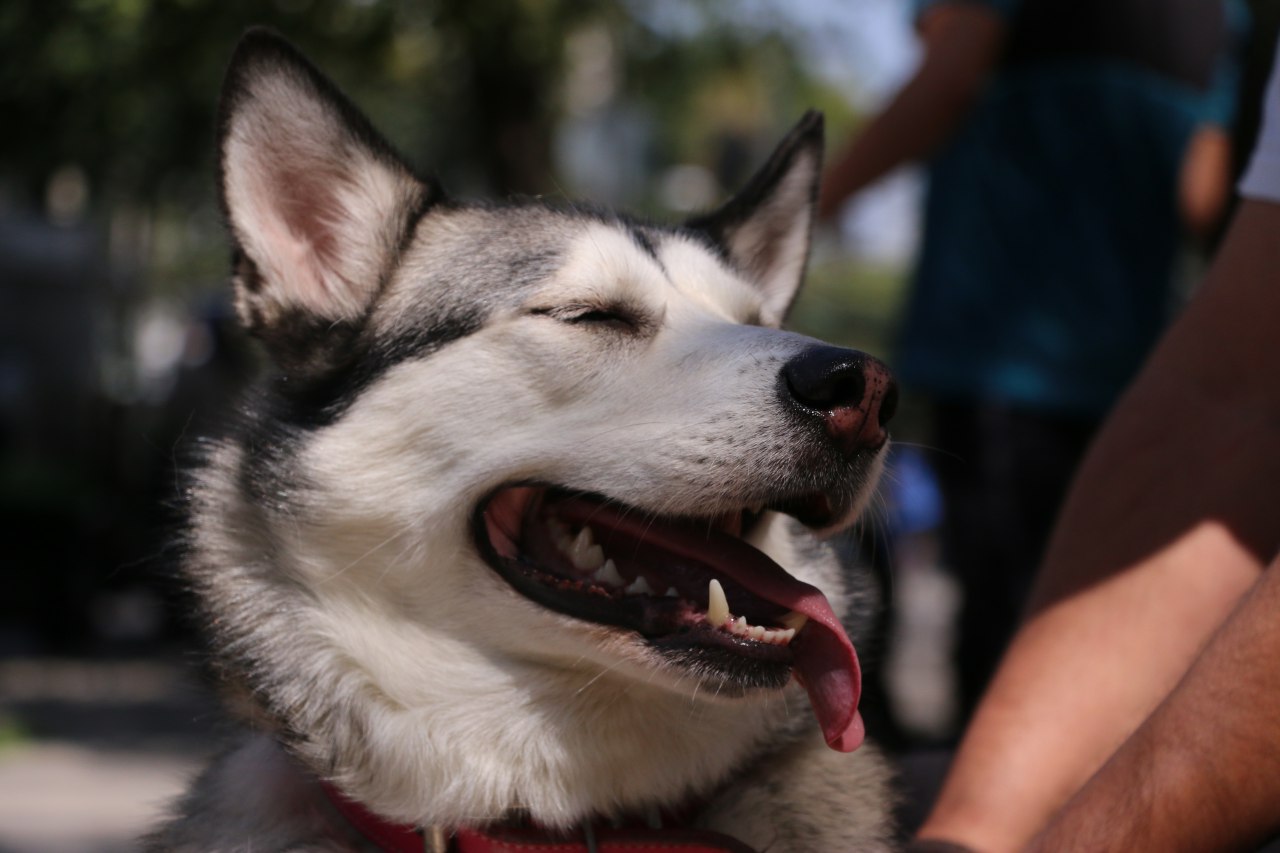 Recomienda Agatan diversas medidas para que animales de compañía se mantengan protegidos ante la posible caída de ceniza volcánica