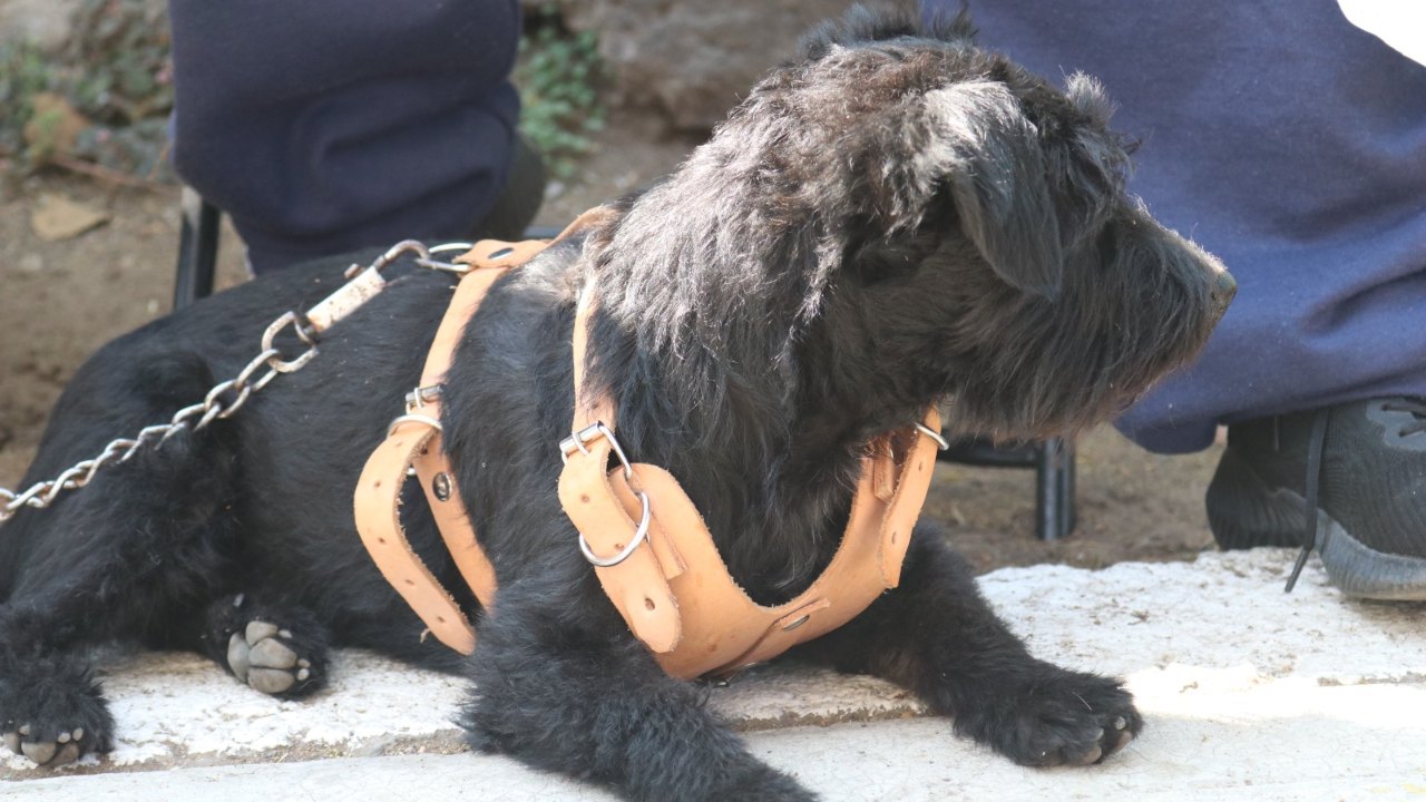 esterilizacion-tlalpan