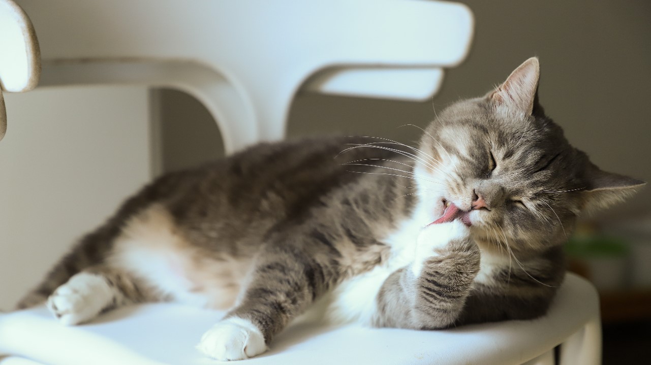 Muchos gatos que son abandonados o nacen en la calle, son rescatados y llevados a refugios