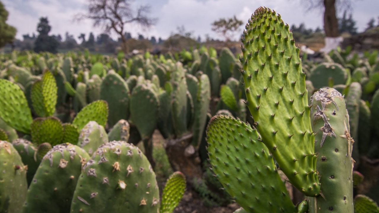 nopal