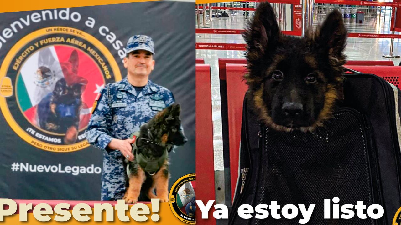 perrito rescatista